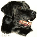 Black Labrador